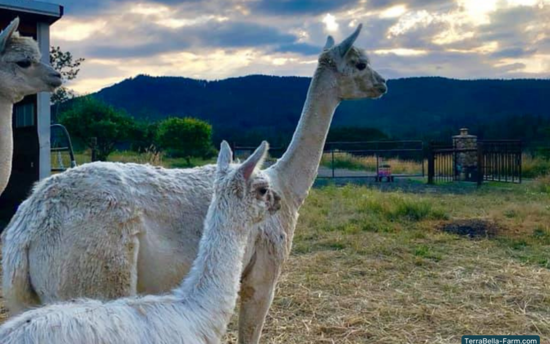 A Close-Up Look at Creekwater Alpaca Farm