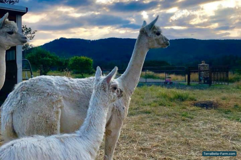 A Close-Up Look at Creekwater Alpaca Farm: Snellville's Hidden Gem