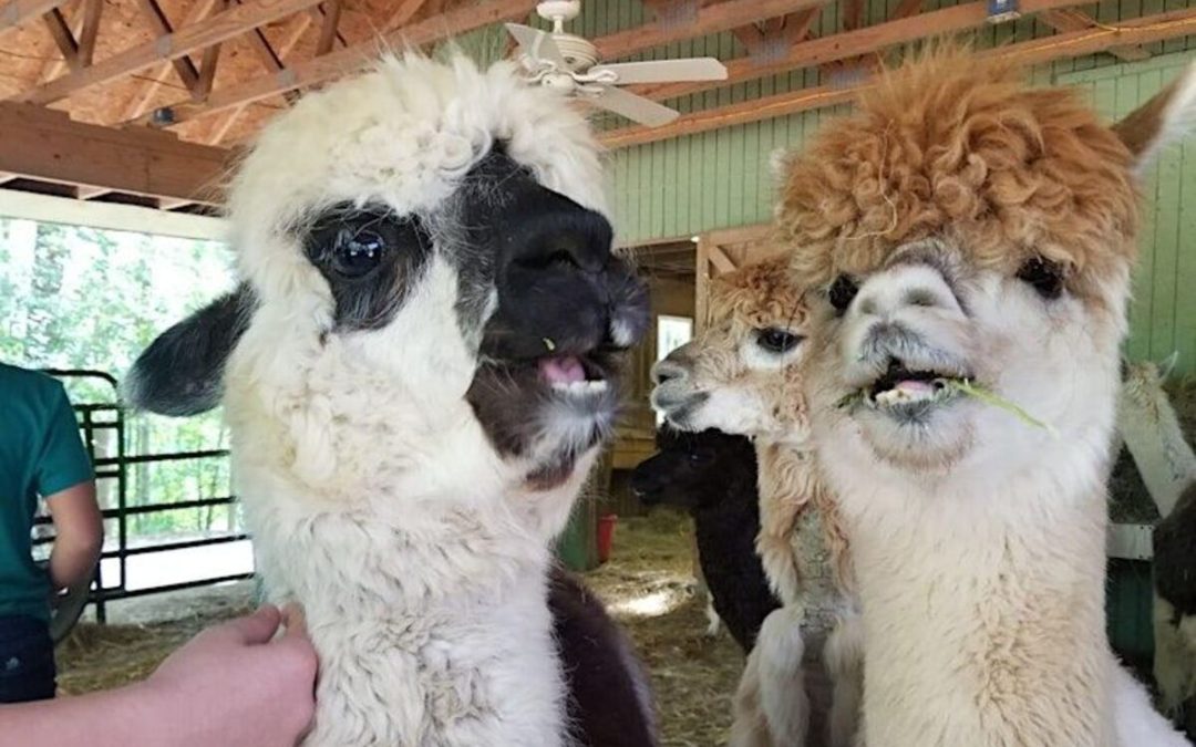 Family-Friendly Weekend: Explore Creekwater Alpaca Farm in Snellville