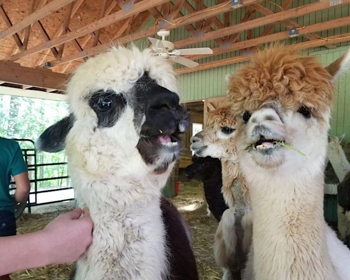 Family-Friendly Weekend: Explore Creekwater Alpaca Farm in Snellville