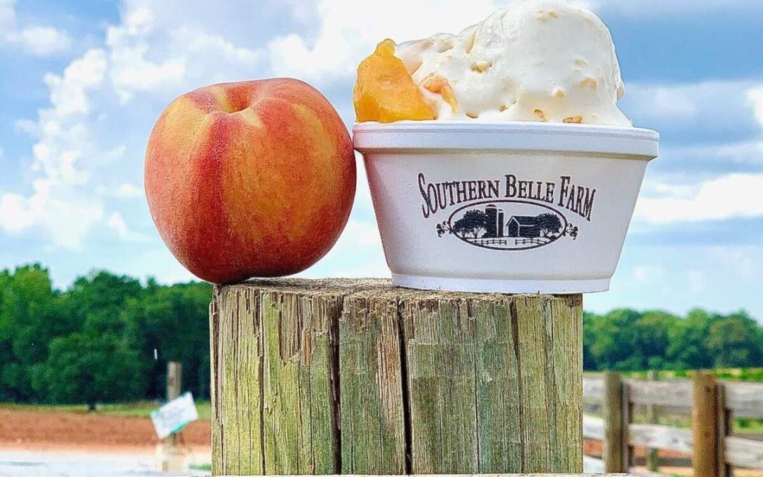 Family Fun Awaits: Apple Picking Adventures at Southern Belle Farm