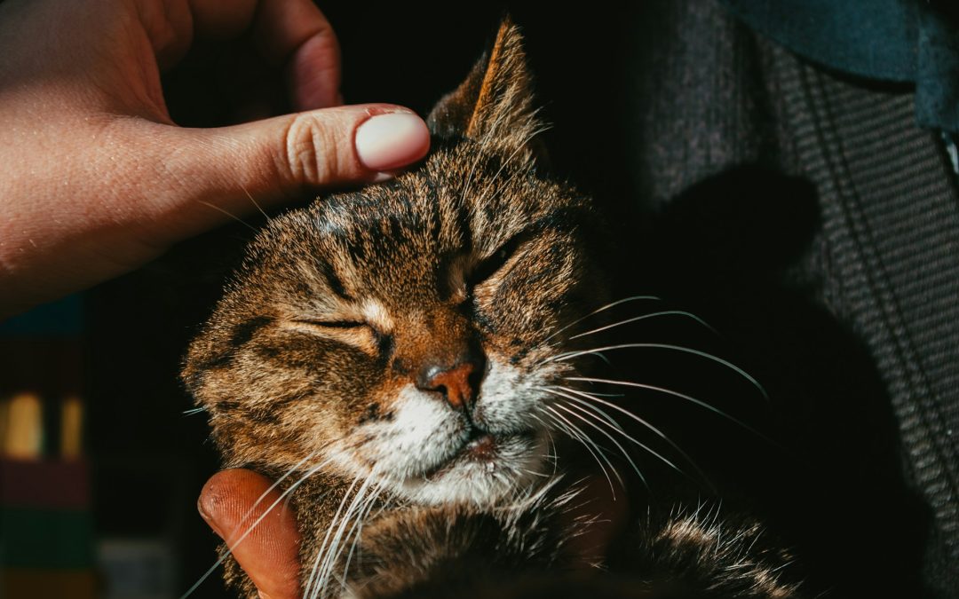 Friendly and Professional Veterinary Care at Snellville Animal Hospital in Snellville, GA