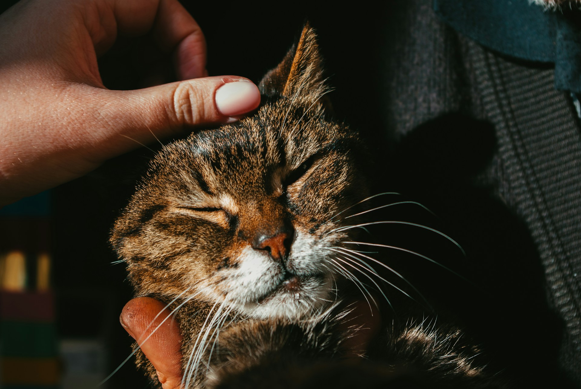 Friendly and Professional Veterinary Care at Snellville Animal Hospital in Snellville GA